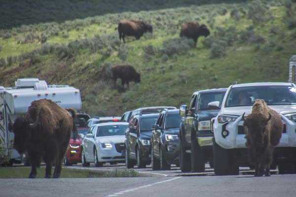 Bisons auf der Strasse = Stau