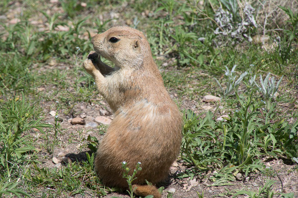 Prairie Dog