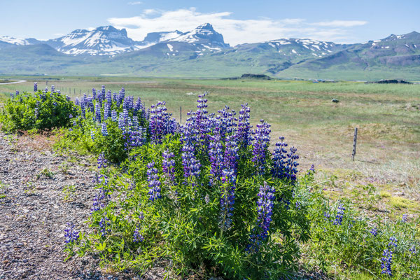 Wanderung zur Bucht Brunavik, Lupinien