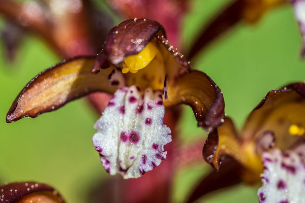 Orchidee, Spotted Coal Root