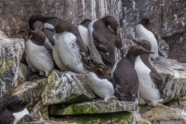 Vogelkolonien am Látrabjarg