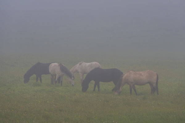 Island Ponies