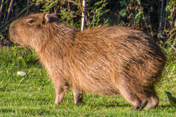 Unser erstes Capybara, es sollten noch vieele fogen...