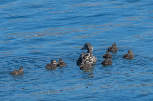 Enten bei Borgarfjörður