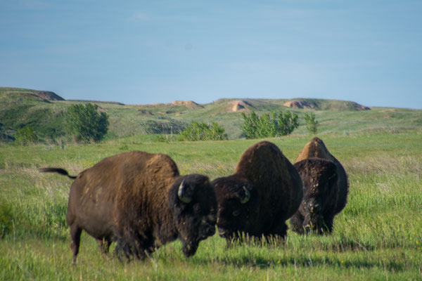 Noch mehr Bisons, die laufen auch schon mal durch den offenen Campingplatz