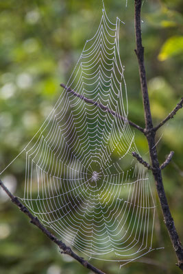 Spinnennetze im Morgentau