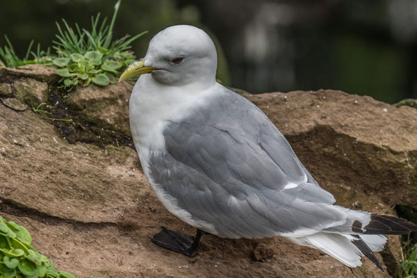 Vogelkolonien am Látrabjarg