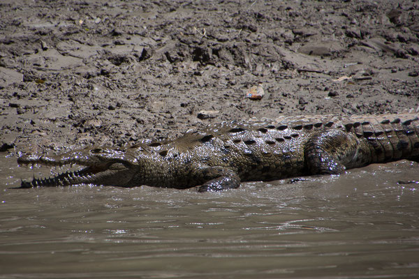 Einige Krokodile leben im Canyon