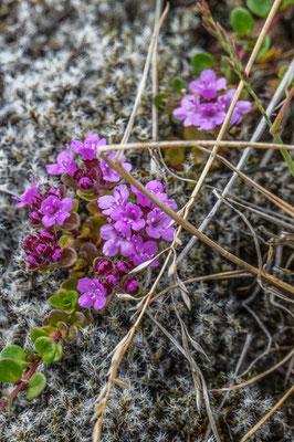 Geothermisches Gebiet Leirhnjúkur