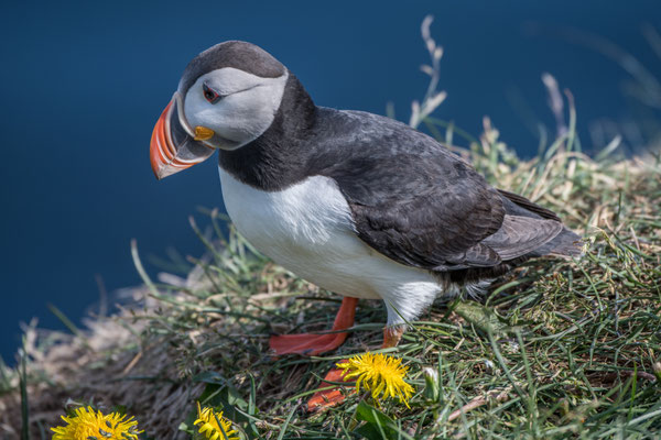 Papageintaucher Kolonie beim Hafen von Borgarfjarðar