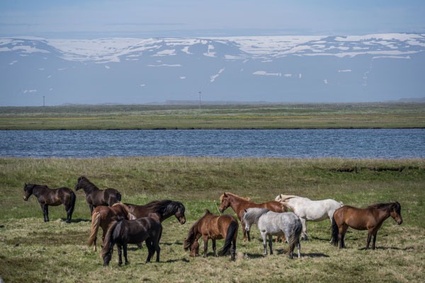 Island Ponies
