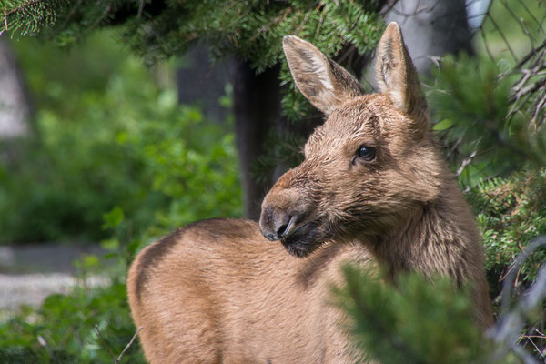 Baby Moose