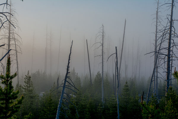 Morgennebel