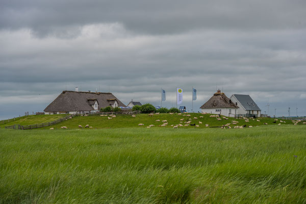 Hamburger Halligen