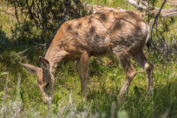 Mule Deer