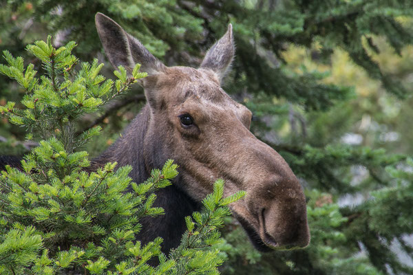 Mama Moose