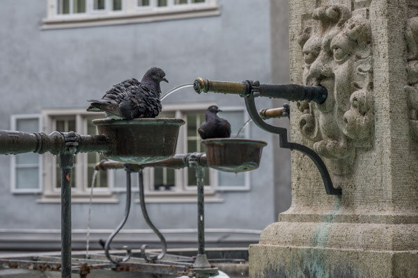 Vogelbad am Brunnen