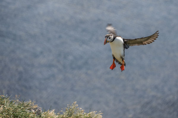Papageintaucher Kolonie beim Hafen von Borgarfjarðar