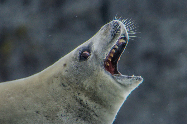 Crabeater Seal