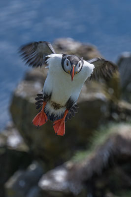 Papageintaucher Kolonie beim Hafen von Borgarfjarðar