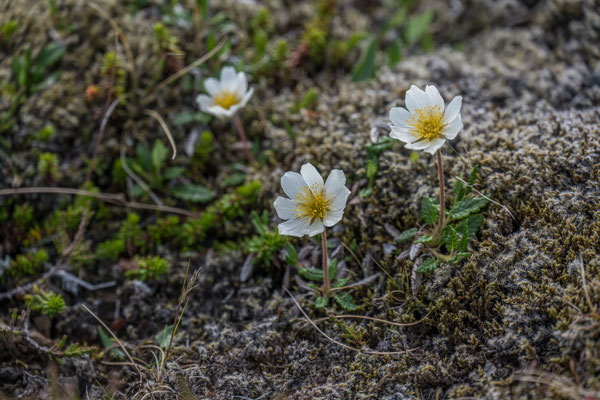 Wanderung zur Bucht Brunavik, Anemone