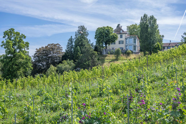 Schloss Arenenberg, Napoleon Museum