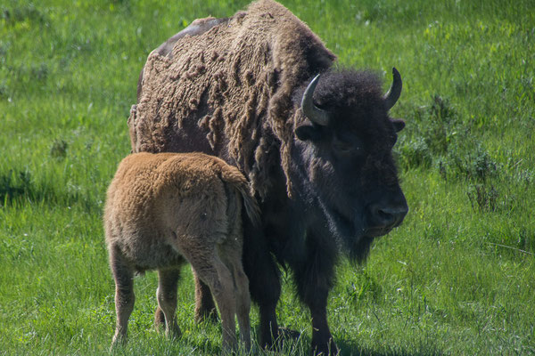 Bisons, hautnah