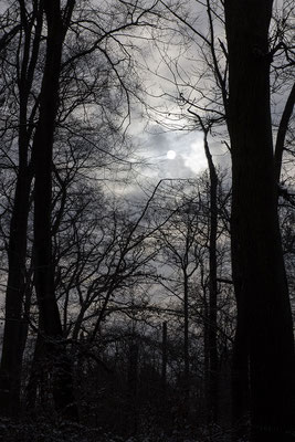 Voller Licht - © Helga Jaramillo Arenas - Fotografie und Poesie / Januar 2026