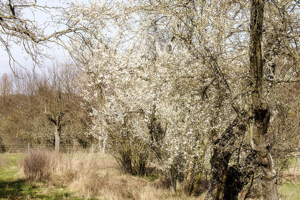 Frühlingswege -  © Helga Jaramillo Arenas - Fotografie und Poesie / März 2024
