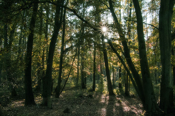 Der Wald  (1) - © Helga Jaramillo Arenas - Fotografie und Poesie / Oktober 2018