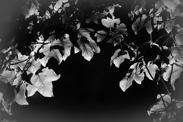 Blätterreigen -  © Helga Jaramillo Arenas - Fotografie und Poesie / Februar 2021