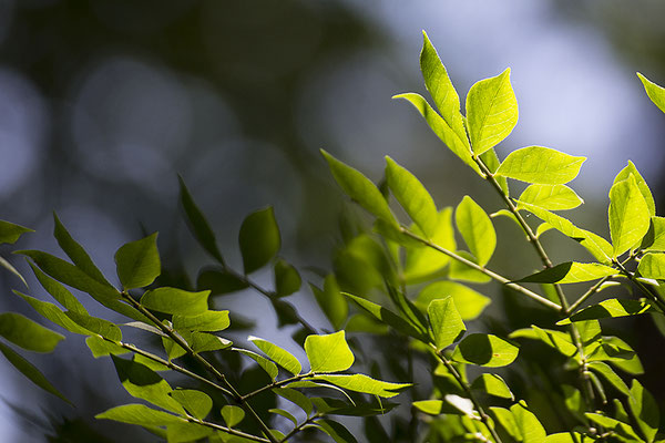 Tanz der Blätter - © Helga Jaramillo Arenas - Fotografie und Poesie / Juli 2020
