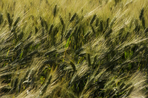 Die Sprache des Windes - © Helga Jaramillo Arenas - Fotografie und Poesie / Juni 2018