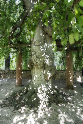 Sternenzauber - © Helga Jaramillo Arenas - Fotografie und Poesie / März 2026