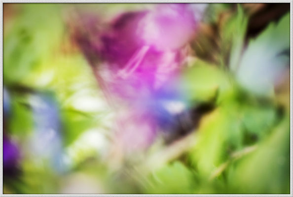 Das Wesen der Pflanzen (1) - © Helga Jaramillo Arenas - Fotografie und Poesie / April 2019