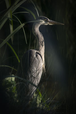 Stille am See - © Helga Jaramillo Arenas - Fotografie und Poesie / Juli 2017