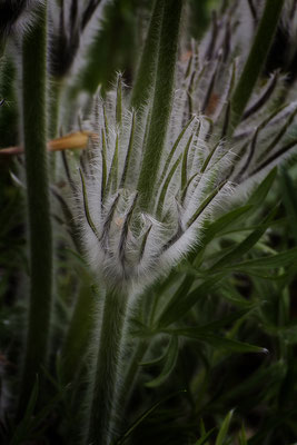 Durchaus feinfühlig - © Helga Jaramillo Arenas - Fotografie und Poesie / April 2019