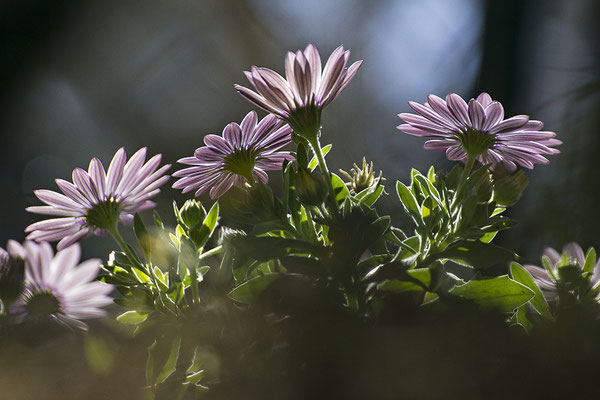 Lichtfänger - © Helga Jaramillo Arenas - Fotografie und Poesie / Mai 2020
