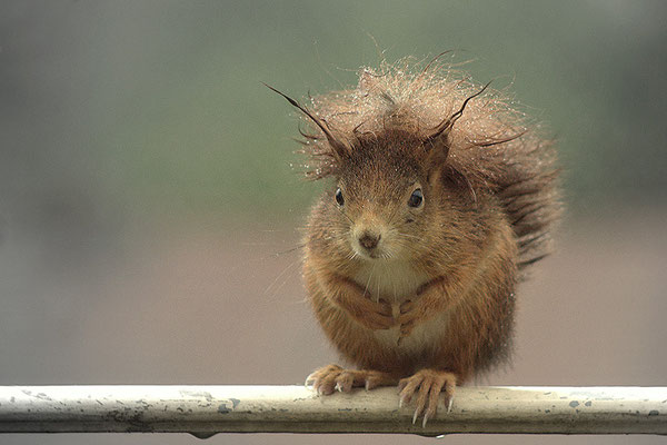 Regenhörnchen - © Helga Jaramillo Arenas - Fotografie und Poesie / Januar 2016