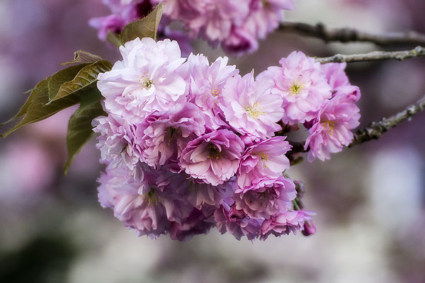 Frühlingssehnsucht - © Helga Jaramillo Arenas - Fotografie und Poesie / Dezember 2019