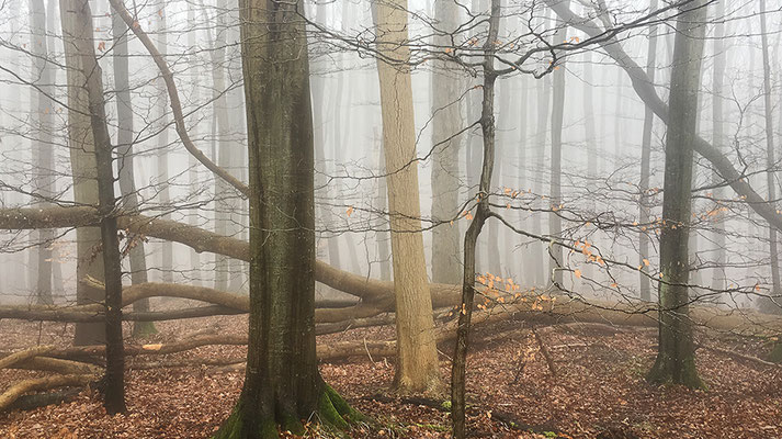 Wanderschaft - © Helga Jaramillo Arenas - Fotografie und Poesie / Dezember 2024