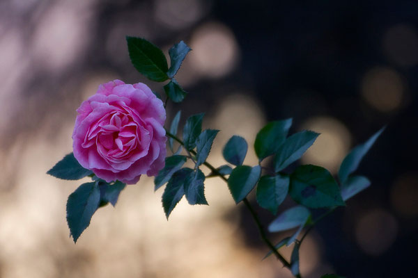 Novemberrose - © Helga Jaramillo Arenas - Fotografie und Poesie / November 2015