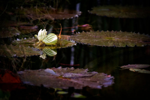 Zauber des Seerosenteichs - © Helga Jaramillo Arenas - Fotografie und Poesie / September 2014