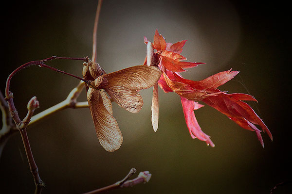 Botschafter des Herbstes - © Helga Jaramillo Arenas - Fotografie und Poesie / Oktober 2013