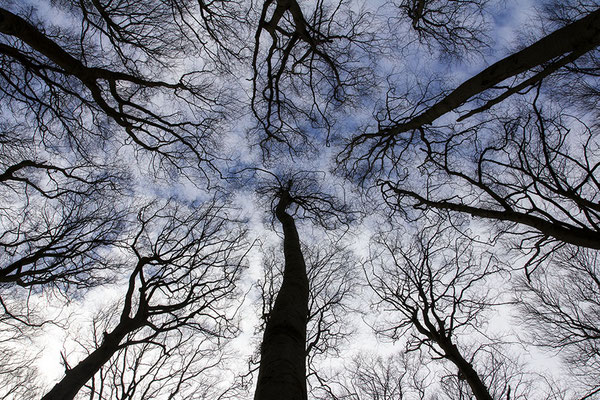 Baumgestalten I. -  © Helga Jaramillo Arenas - Fotografie und Poesie / März 2024