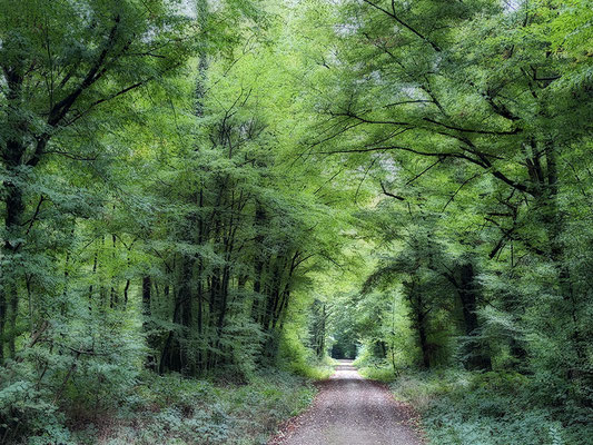 Das Tor zum Wald - © Helga Jaramillo Arenas - Fotografie und Poesie / Oktober 2025