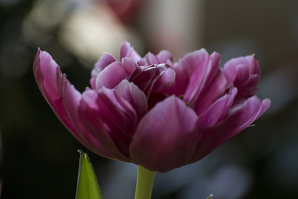 Frühlingssehnsucht - © Helga Jaramillo Arenas - Fotografie und Poesie / Dezember 2018