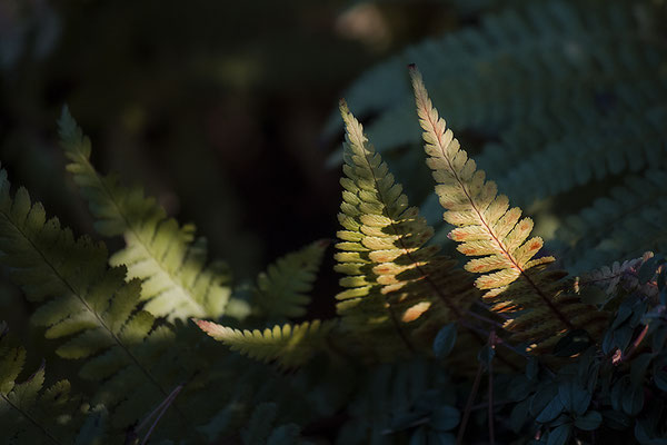 Im Wald - © Helga Jaramillo Arenas - Fotografie und Poesie / Mai 2018