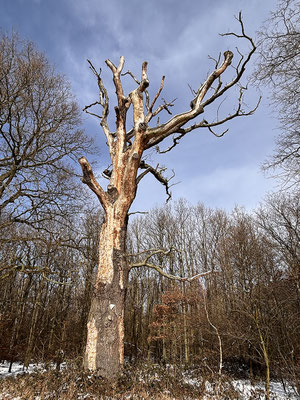 Unberührt von Jahreszeiten - © Helga Jaramillo Arenas - Fotografie und Poesie / März 2026