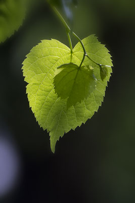 Maigrün - © Helga Jaramillo Arenas - Fotografie und Poesie / Mai 2017